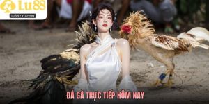 Đá Gà Trực Tiếp Hôm Nay Theo Dõi Những Đối Kháng Gay Cấn